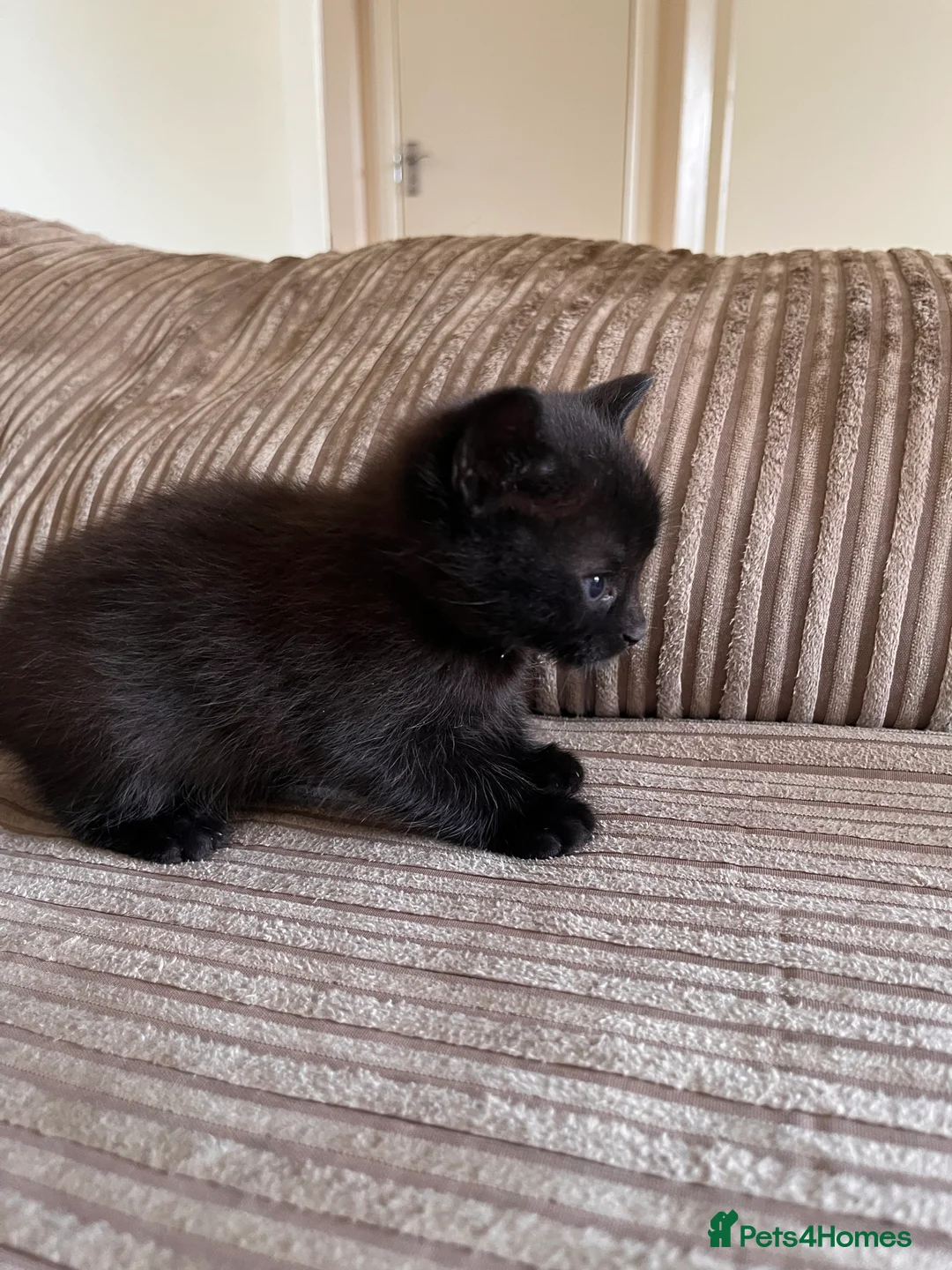 Mixed Breed cats for sale: Grey and black striped kittens For Sale - Advert 31