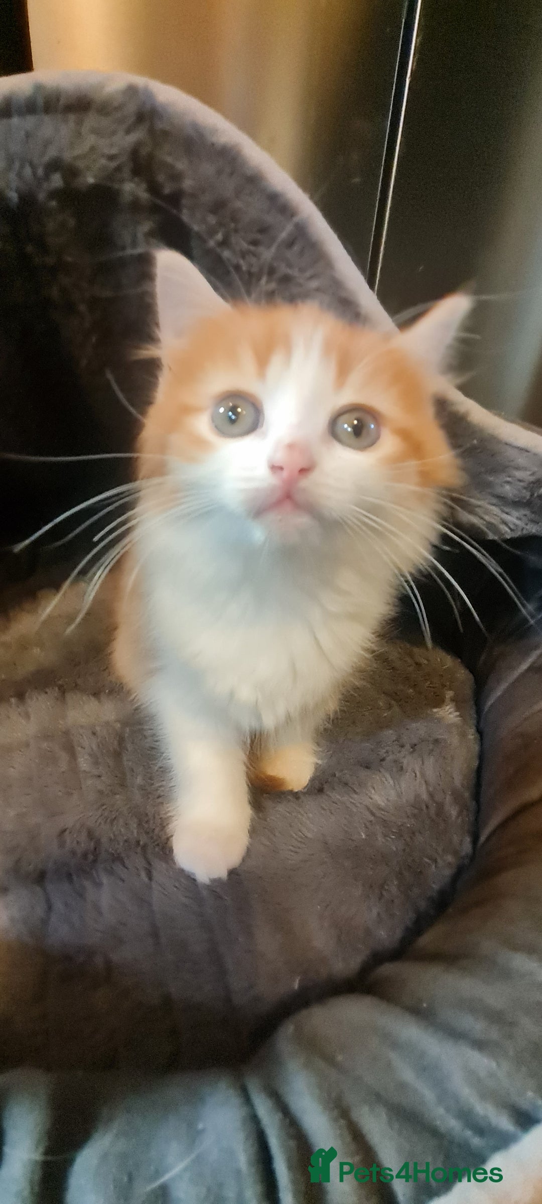 Mixed Breed cats for sale:  2 fluffy female kittens  - Image 4