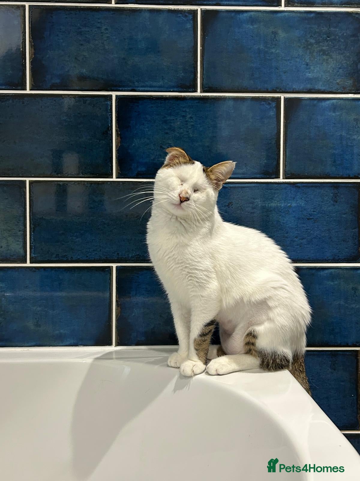 Mixed Breed cats for adoption: Charlie the cuddlebug - Advert 3