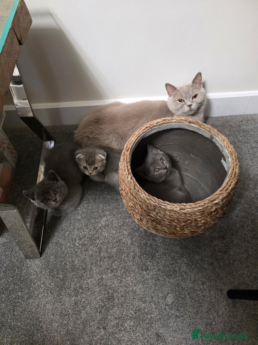 Mixed Breed cats for sale:  British shorthair & Scottish Fold mix - Image 13