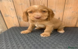 Cocker Spaniel dogs for sale: Beautiful Kc cocker spaniel  boys and girls  - Image 5