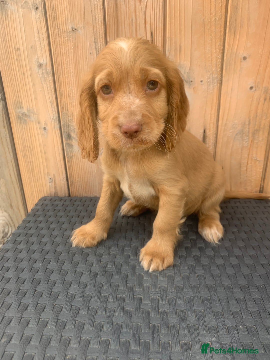 Cocker Spaniel dogs for sale: Beautiful Kc cocker spaniel  boys and girls  - Image 5
