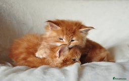 Maine Coon cats for sale: Mane Coon xxxl - Image 12
