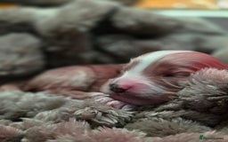 Cockapoo dogs for sale: ✨ Beautiful F2 Multi-Gen Cockapoo Puppies 4 Left - Image 3