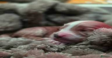 Cockapoo dogs - Advert 9