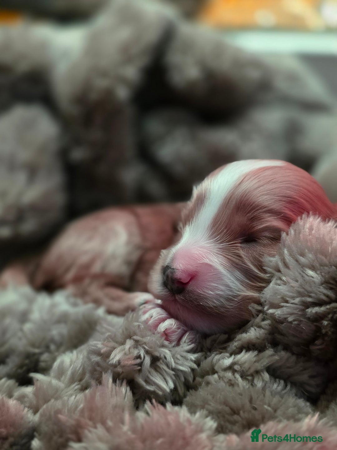 Cockapoo dogs for sale: ✨ Beautiful F2 Multi-Gen Cockapoo Puppies 4 Left - Image 3