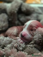 Cockapoo dogs - Advert 21