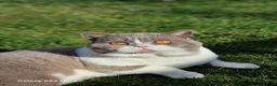 British Shorthair cats for sale: 3 British shorthair kittens - Advert 7