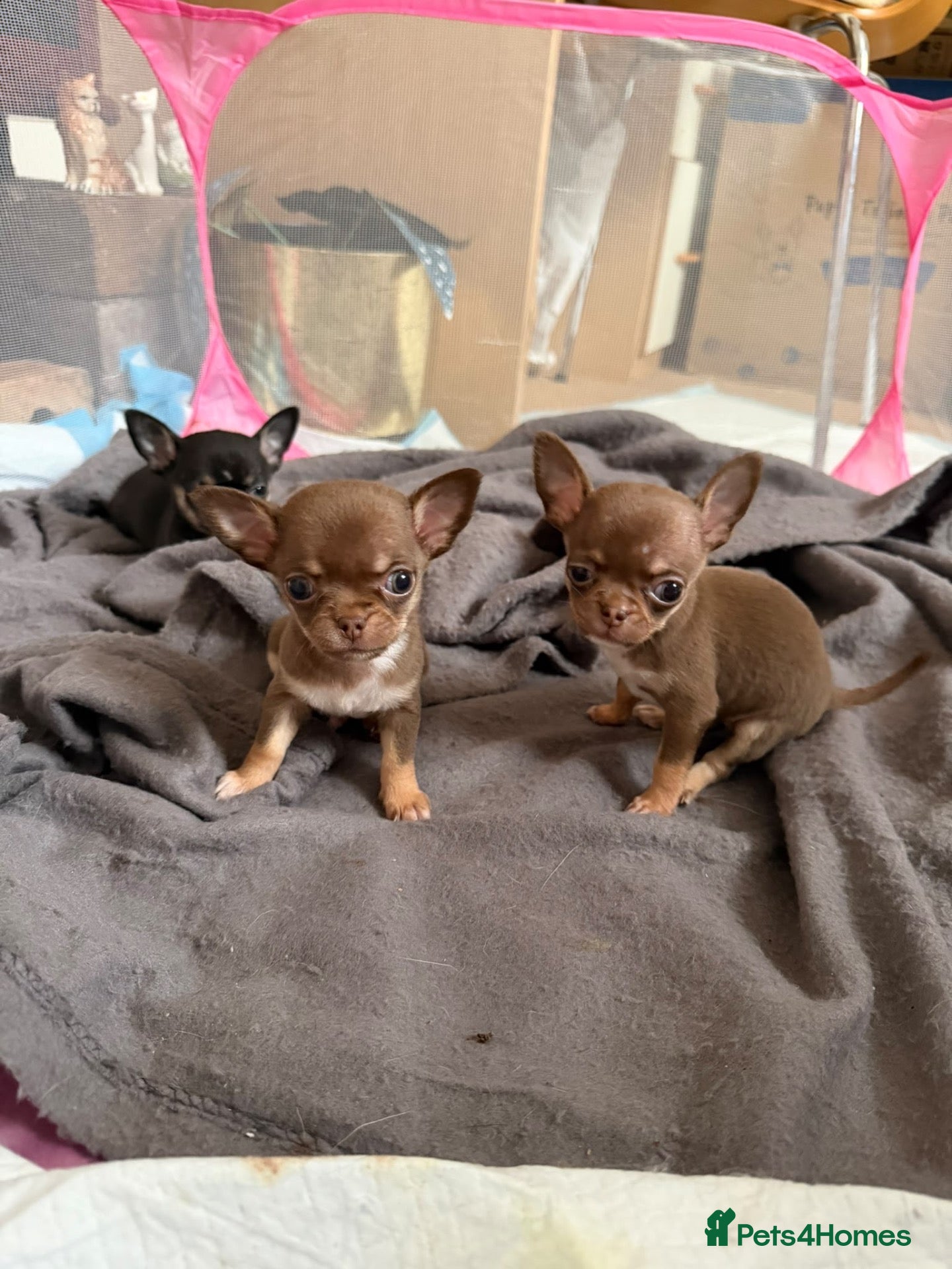 Chihuahua dogs Tiny chihuahua puppy’s  - Advert 7