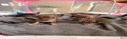 Chihuahua dogs for sale: Tiny chihuahua puppy’s  - Advert 1