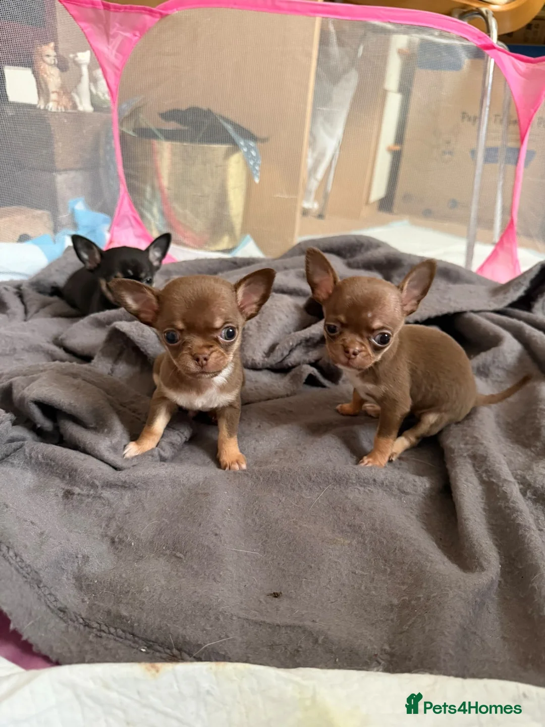 Chihuahua dogs for sale: Tiny chihuahua puppy’s  - Advert 1