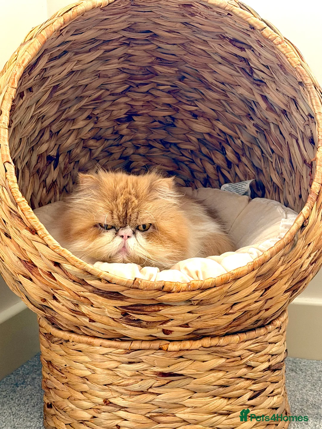 Persian cats for sale: Beautiful long hair bicolour white/red Persian boy - Advert 6