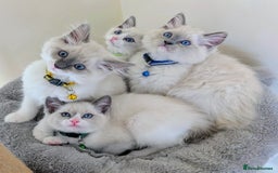 Ragamese cats for sale: 🐾💎Ragdoll X Siamese (Ragamese) Kittens💎🐾 - Image 1