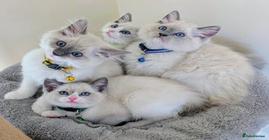 Ragamese cats - Advert 15