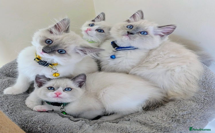 Ragamese cats - Advert 1