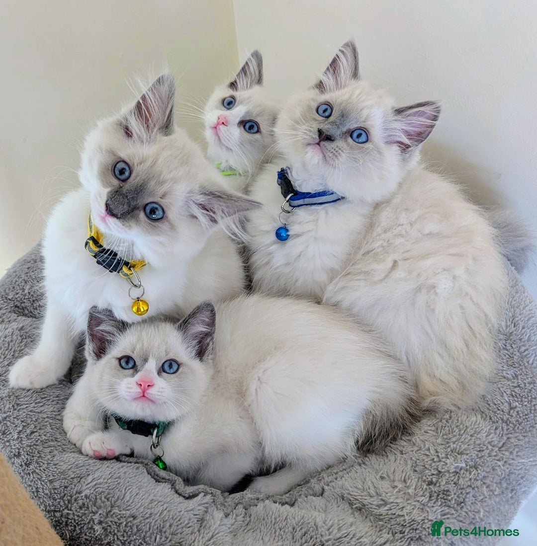 Ragamese cats for sale: 🐾💎Ragdoll X Siamese (Ragamese) Kittens💎🐾 - Image 1