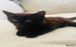 American Shorthair cats for sale: 2 males  - Image 5