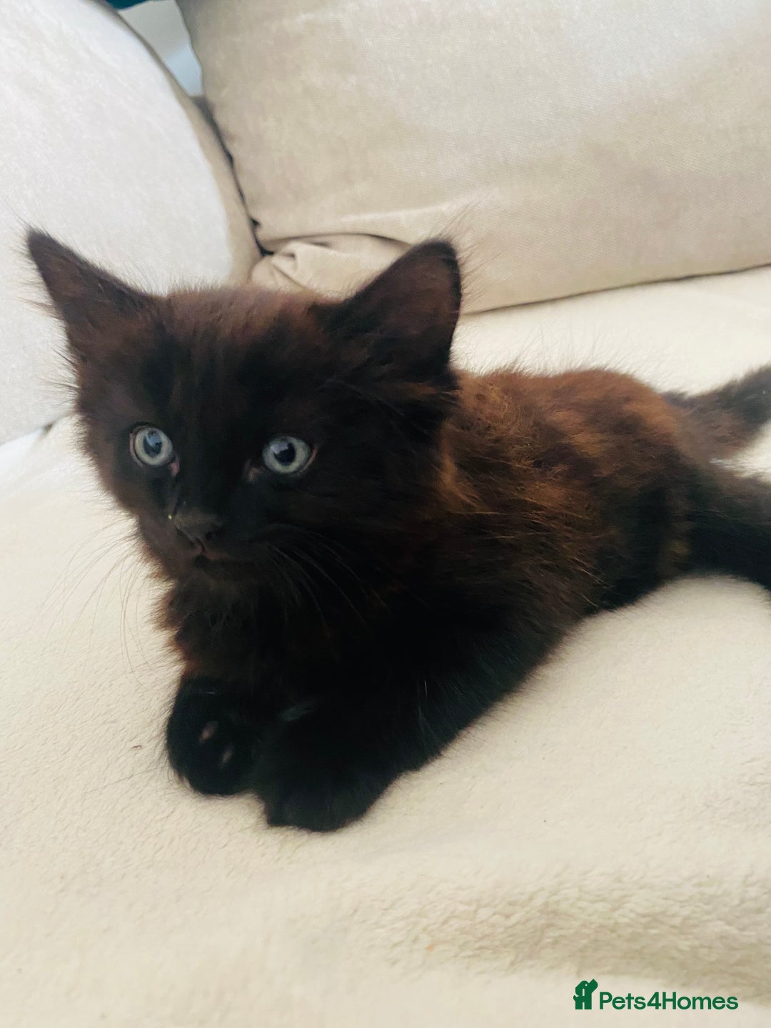 American Shorthair cats for sale: 2 males  - Image 5