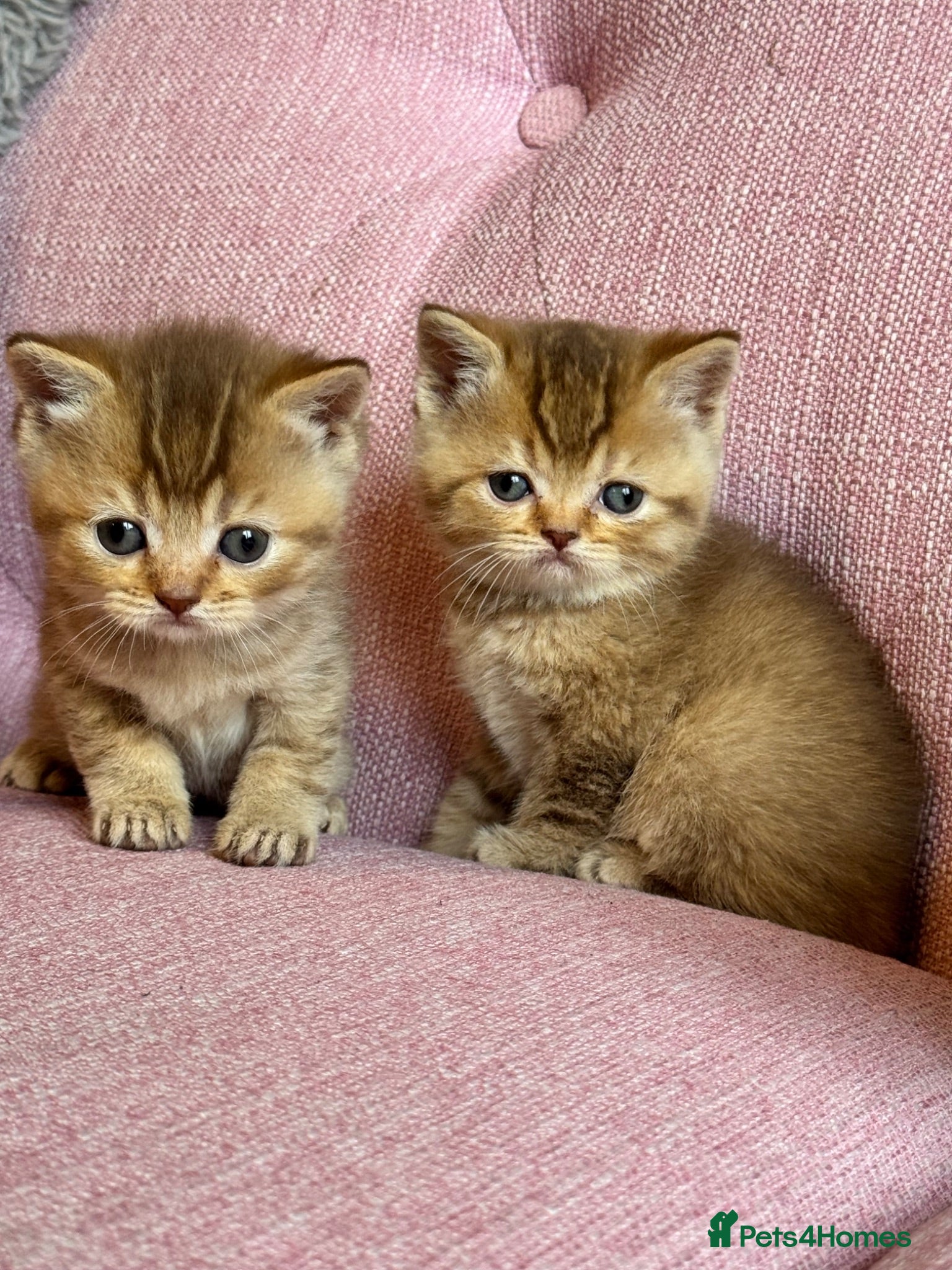 British Shorthair cats Gorgeous friendly GCCF BSH Kittens - Advert 2