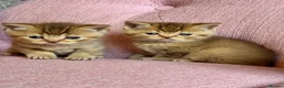 British Shorthair cats for sale: Gorgeous friendly GCCF BSH Kittens - Advert 1