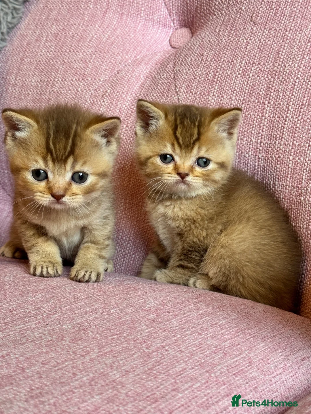 British Shorthair cats for sale: Gorgeous friendly GCCF BSH Kittens - Advert 1