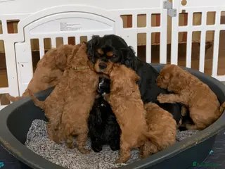 Cavapoo dogs Lovely home reared F1 Cavapoos for sale - Advert 1