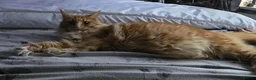 Maine Coon cats for sale: Big healthy mainecoon kittens  in Llanfairpwllgwyngyll - Advert 4