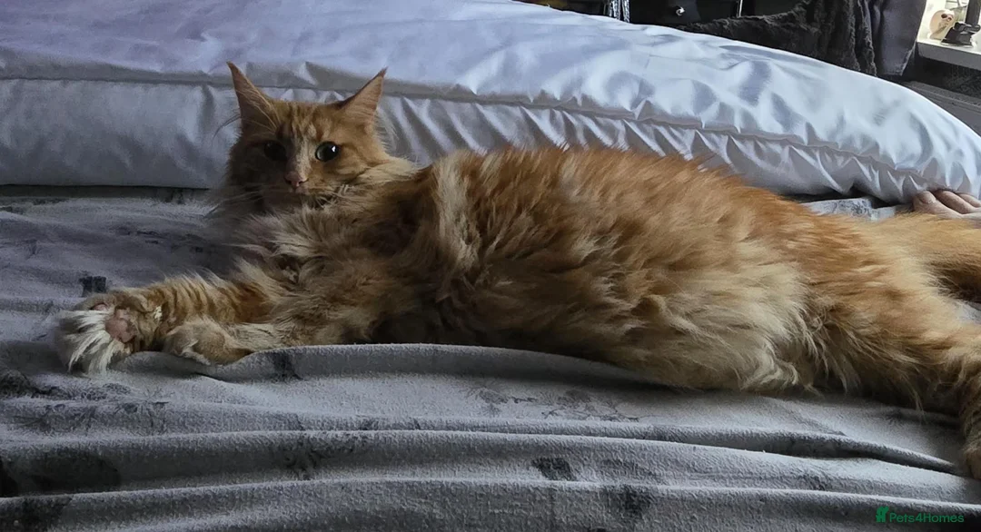 Maine Coon cats for sale: Big healthy mainecoon kittens  in Llanfairpwllgwyngyll - Advert 4