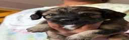 Mixed Breed dogs for sale: Cocker x puppies  - Advert 15
