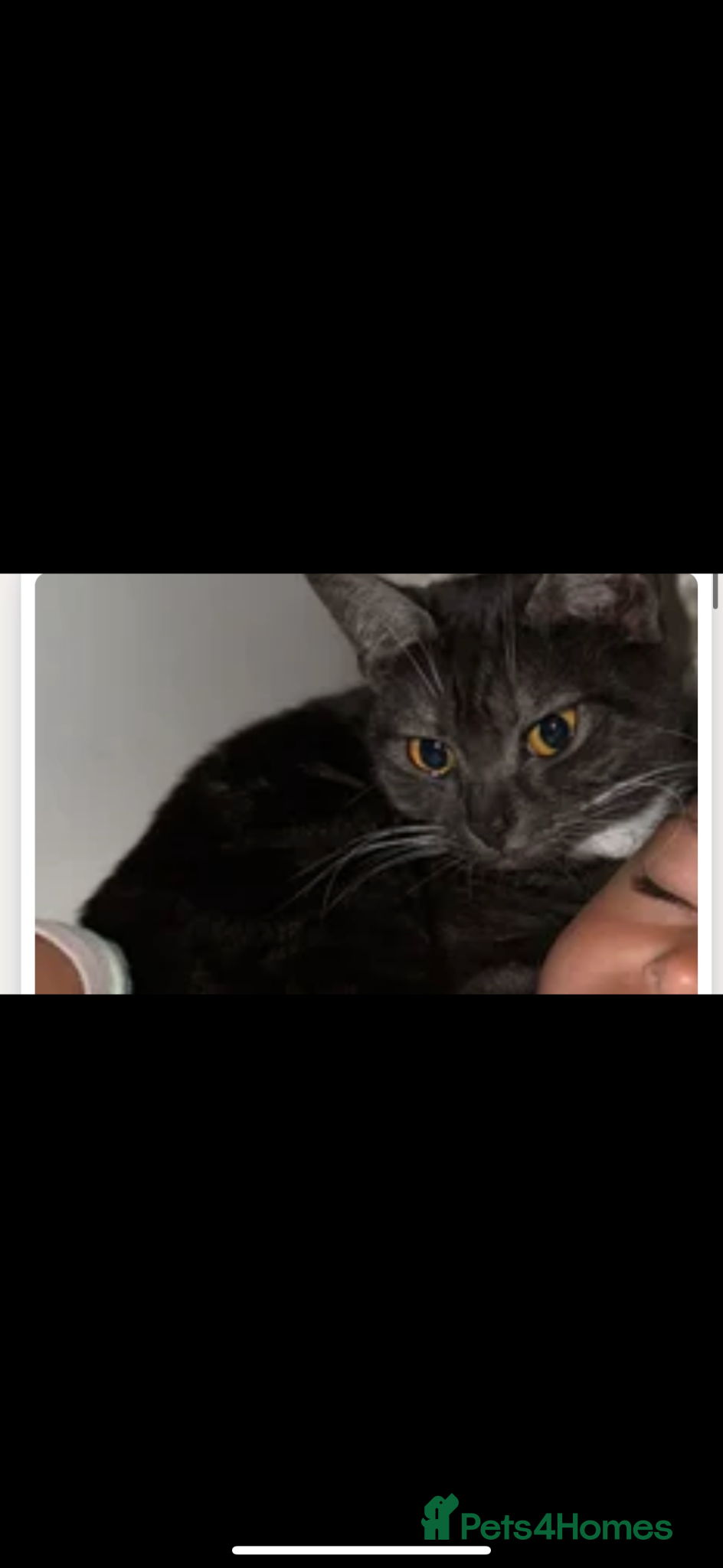 British Shorthair cats Female British short haired/ tabby cat - Advert 1