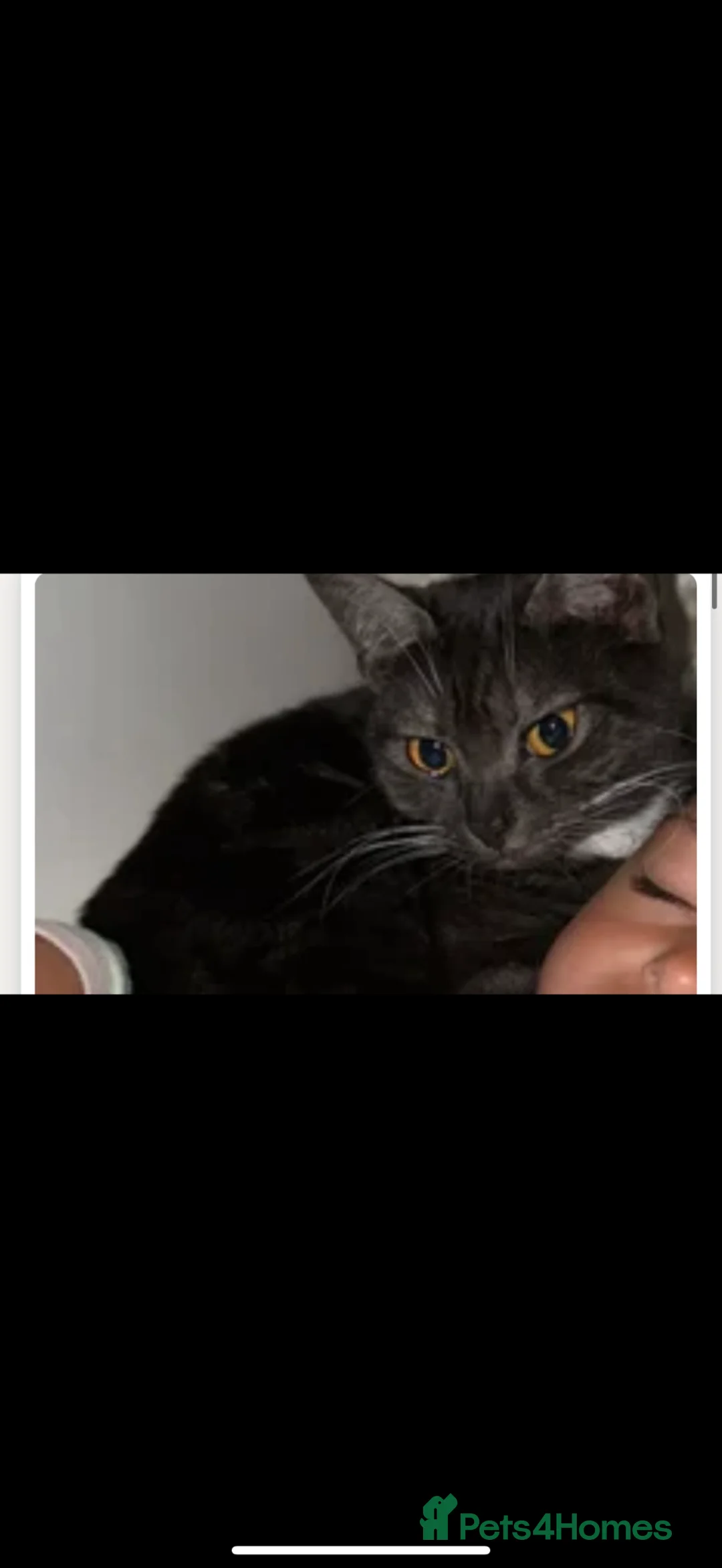 British Shorthair cats for sale: Female British short haired/ tabby cat - Advert 1