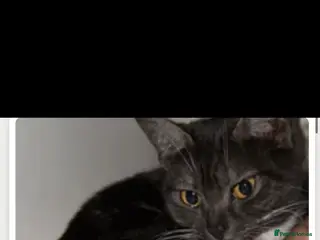 British Shorthair cats Female British short haired/ tabby cat - Advert 1