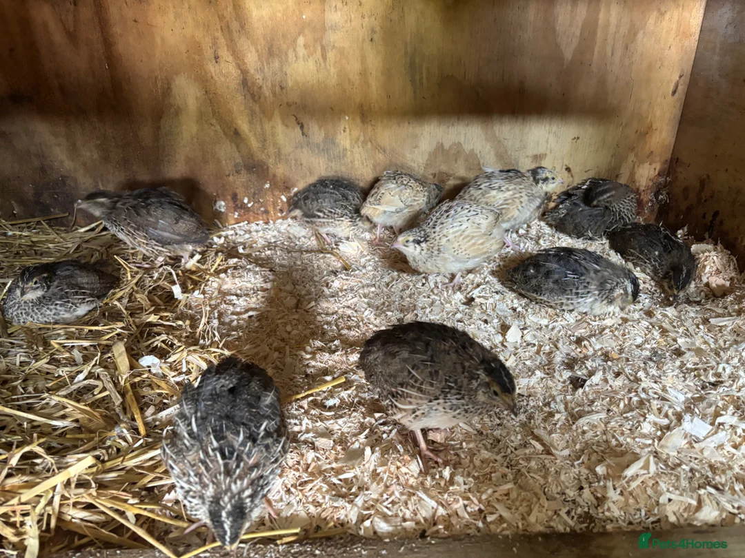 Quail poultry for sale: Quail - Point of lay  - Advert 2