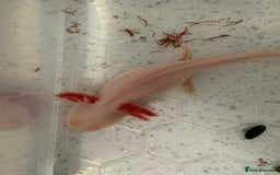 Axolotl reptiles for sale: 2 female axolotls - Image 2