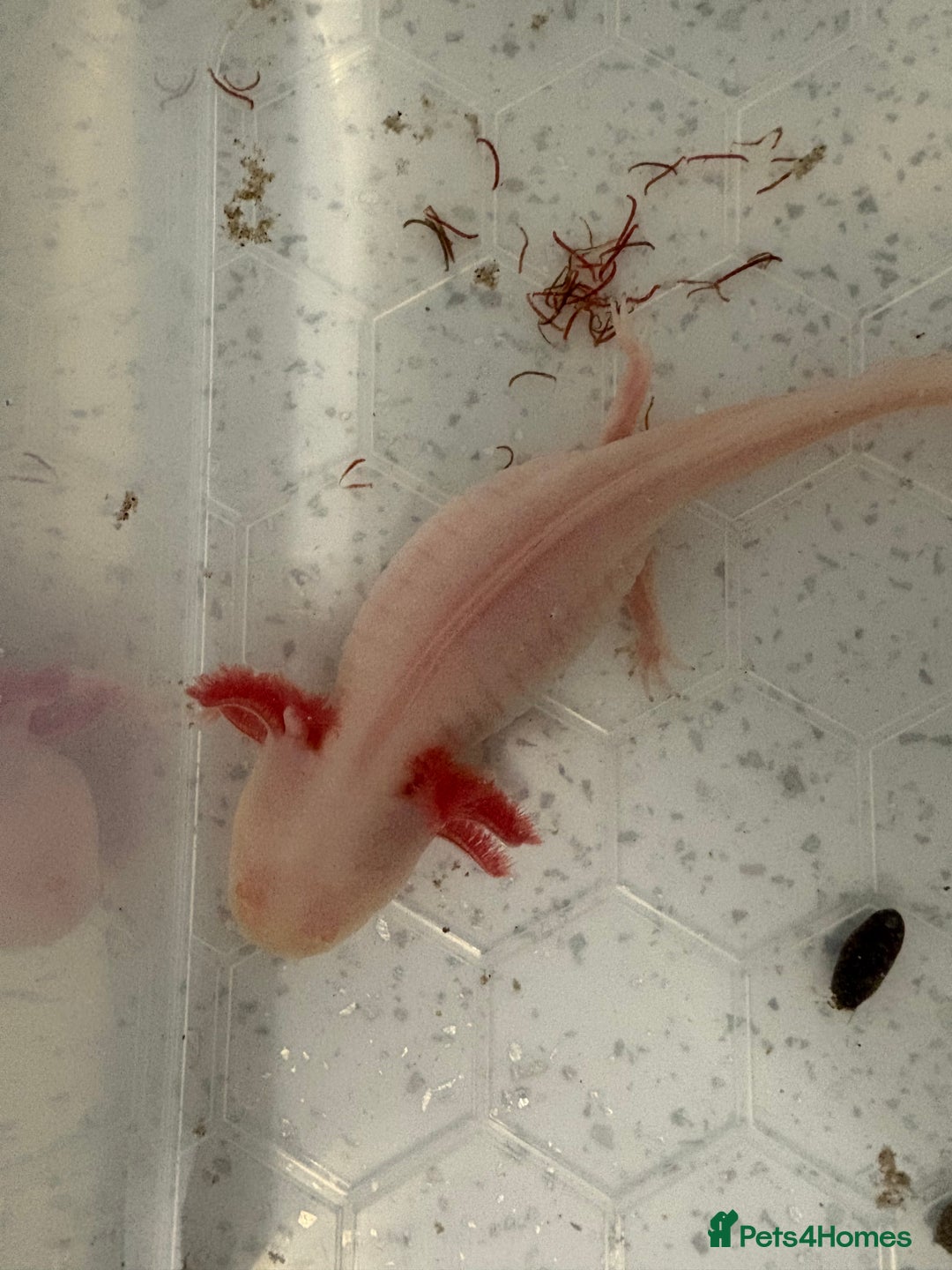 Axolotl reptiles for sale: 2 female axolotls - Image 2