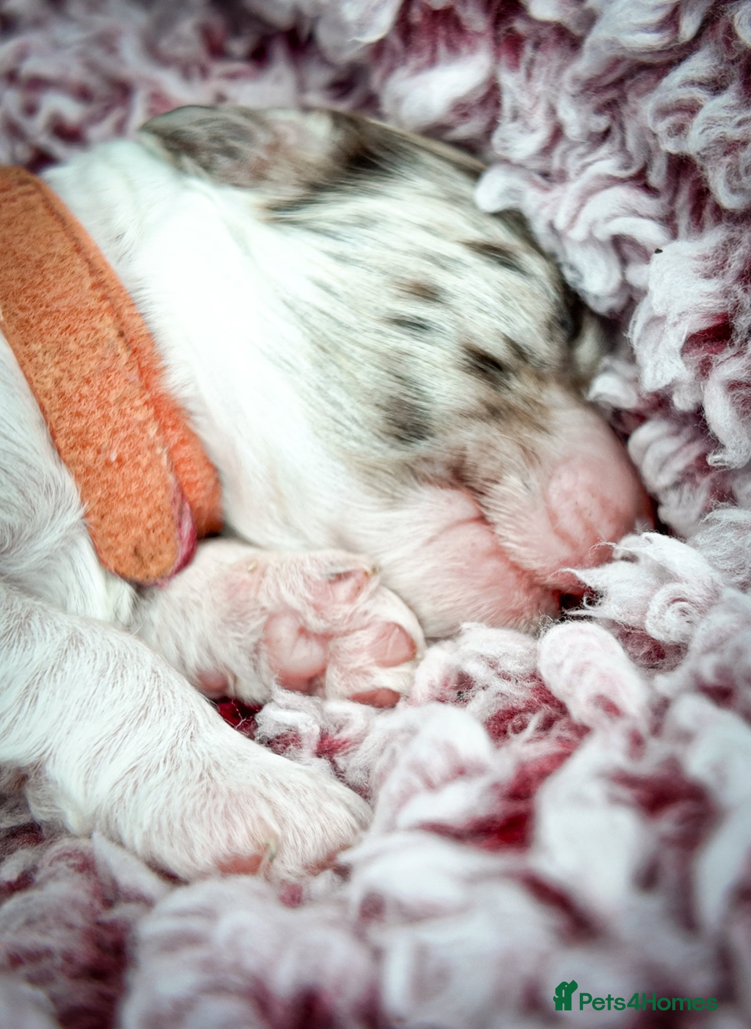Mixed Breed dogs Australian Labradoodle. Labradoodle/Cockapoo - Advert 1
