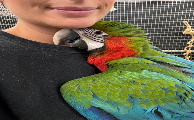 Macaws birds - Advert 2