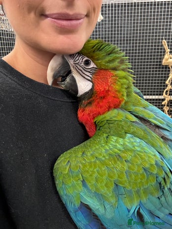 Macaws birds - Advert 2