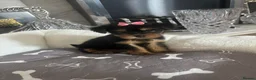 Yorkshire Terrier dogs for sale: Adorable Yorkshire Terrier Puppies 8 girls&1 boy.  - Advert 3