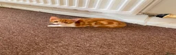 Mixed Breed cats for sale: Ginger Kitten litter in Manchester - Advert 6