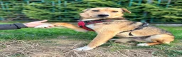 Mixed Breed dogs for adoption: ❤️🐶 TIFFANY – CALM LIKE A LITTLE BUDDHA - Advert 5