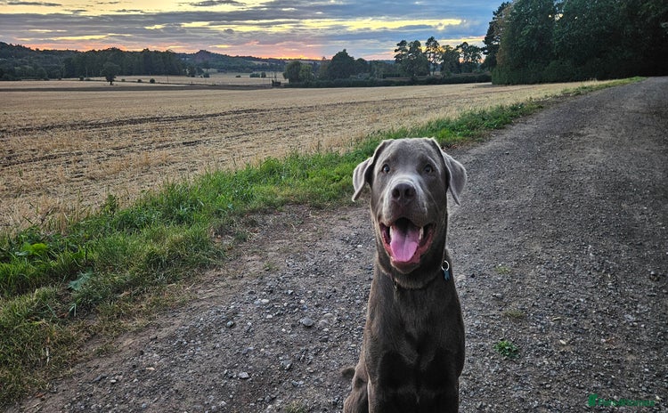 Labrador Retriever dogs - Advert 1
