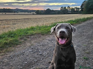 Labrador Retriever dogs - Advert 13