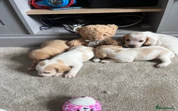 Bocker dogs for sale: Beautiful bocker/beagle puppies - Image 7