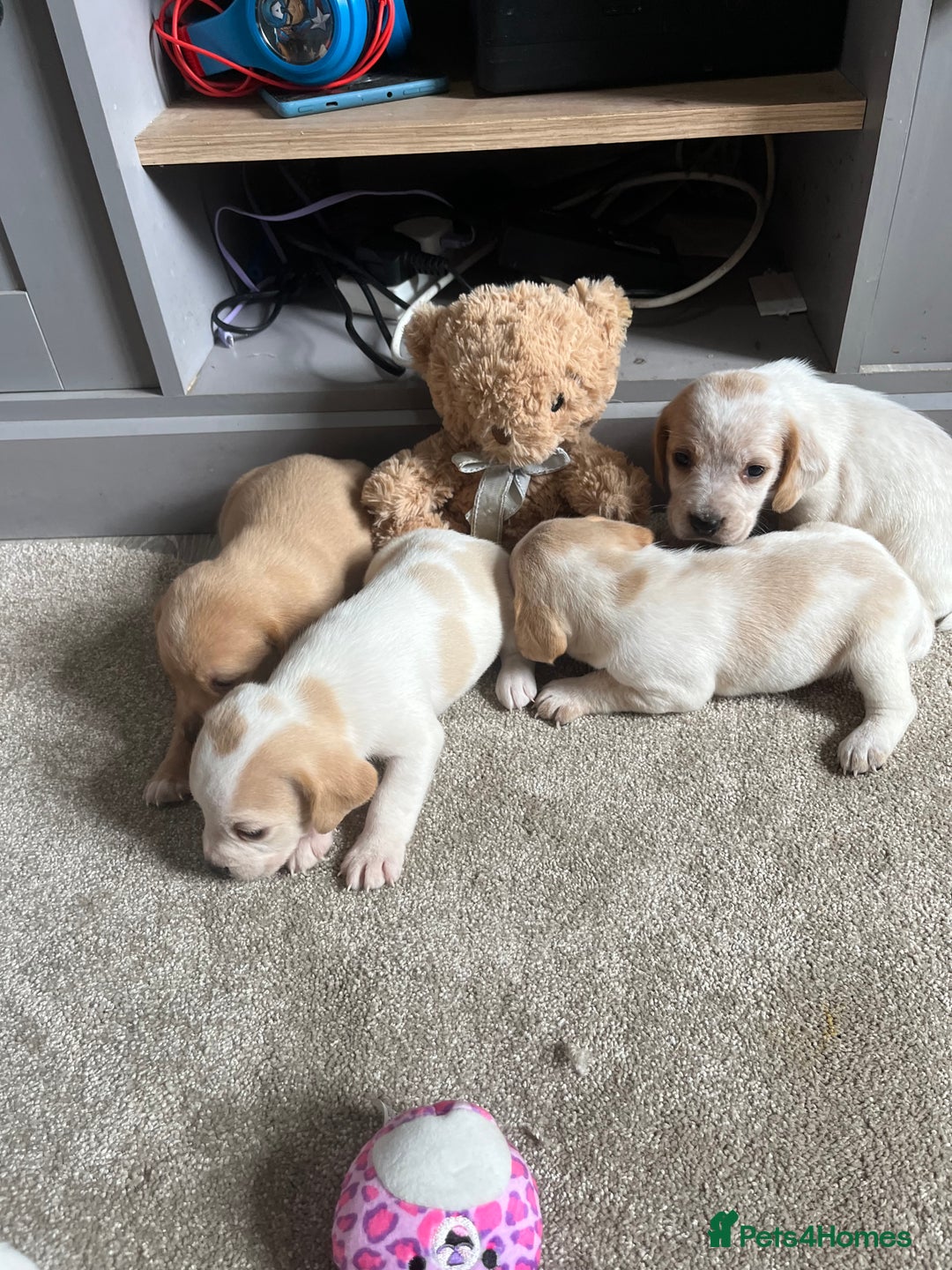 Bocker dogs for sale: Beautiful bocker/beagle puppies - Image 7