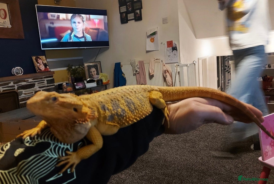 Bearded Dragon reptiles for sale: Female bearded dragon - Image 7