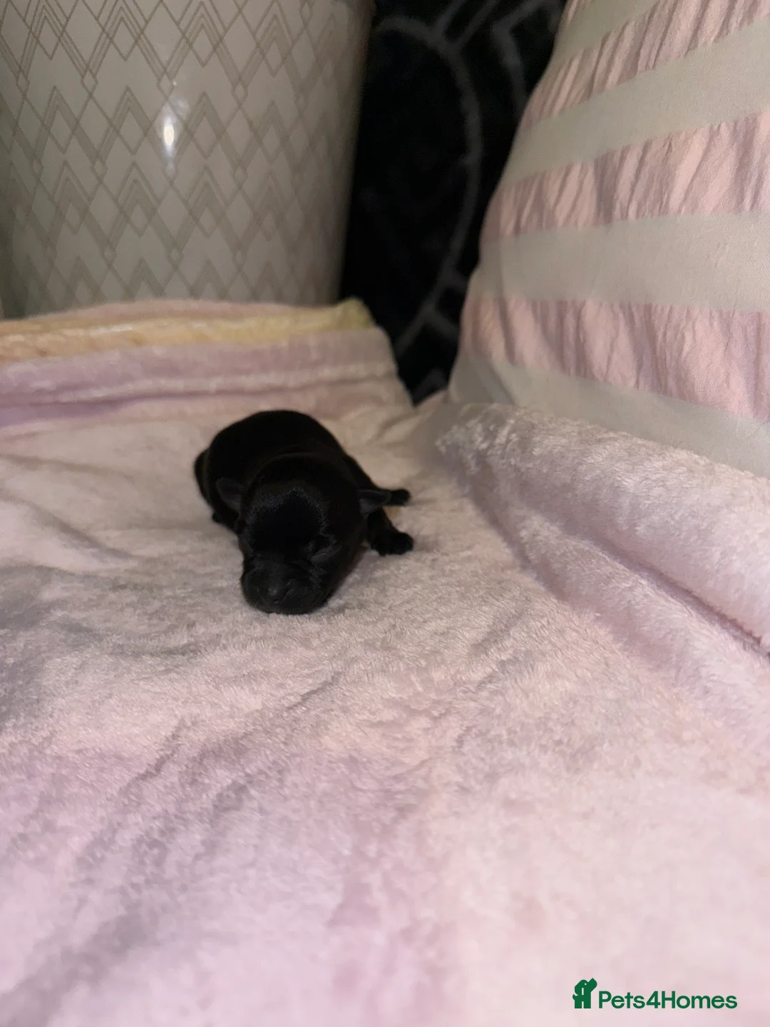 Chorkie dogs for sale: Gorgeous Chorkie girls  - Advert 11