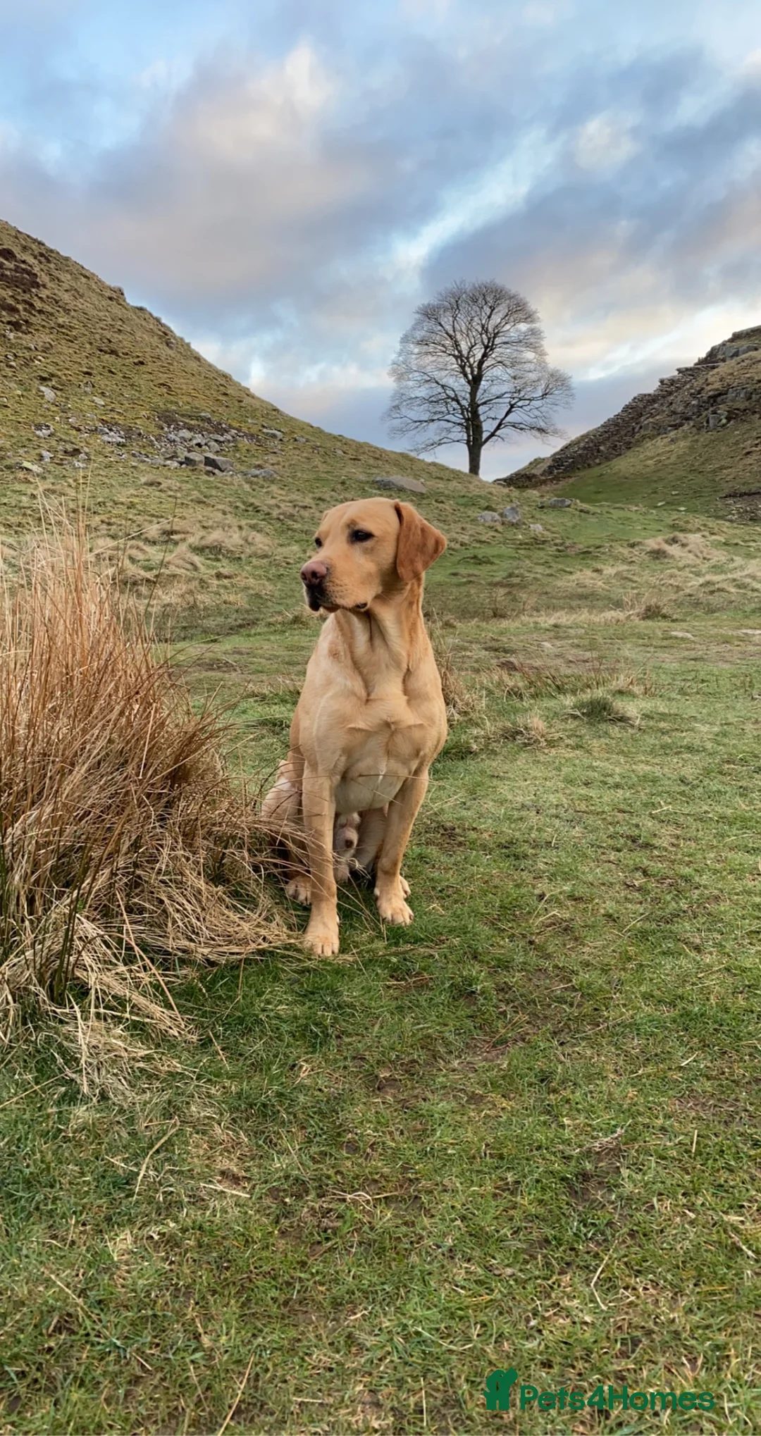 Labrador Retriever dogs for stud: WORKING LABRADOR STUD DOG - Advert 1