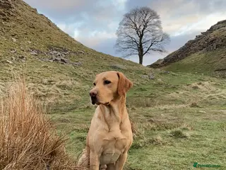 Labrador Retriever dogs WORKING LABRADOR STUD DOG - Advert 23