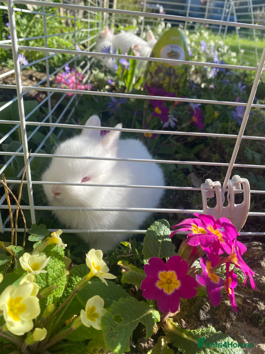 Netherland Dwarf rabbits for sale: Netherland Dwarf - Advert 1
